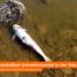 ÖDP fordert wachere Zusammenarbeit beim Wasserschutz nach polnischem Quecksilber-Umweltskandal in der Oder